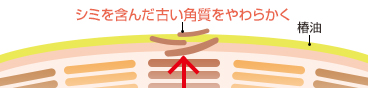 シミを含んだ古い角質をやわらかく 椿油